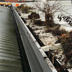 When gutters are not maintained regularly it is not unusual to find bushes and trees growing. Which if left for too long will affect the structure of the building.